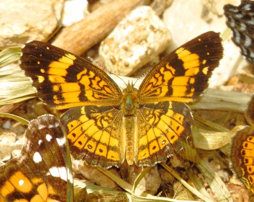 Silvery Checkerspot