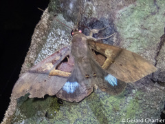Ischyja inferna