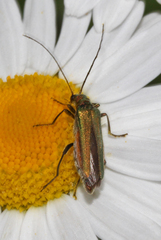 Oedemera nobilis