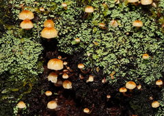 Xeromphalina leonina