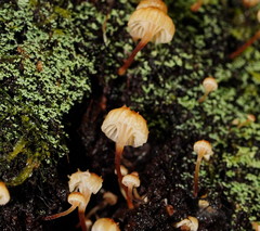 Xeromphalina leonina