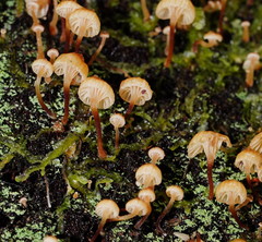 Xeromphalina leonina