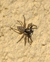 Menemerus semilimbatus
