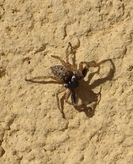 Menemerus semilimbatus