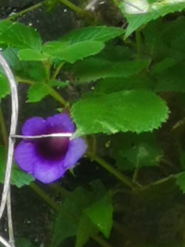 Achimenes hintoniana (Achimenes hintoniana)