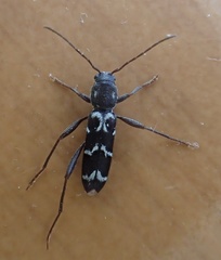 Neoclytus muricatulus