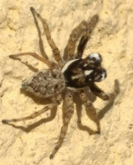 Menemerus semilimbatus