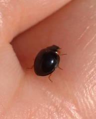 Parexochomus nigromaculatus