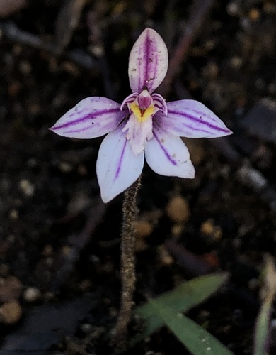 Image of Caladenia reptans by (c) Ruth Clark, some rights reserved (CC BY)