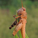Entomophaga grylli - Photo (c) Rob Curtis,  זכויות יוצרים חלקיות (CC BY-NC-SA), uploaded by Rob Curtis