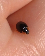 Parexochomus nigromaculatus