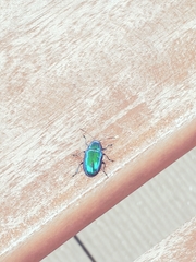 Chrysochus chinensis