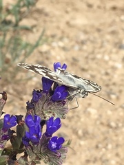 Melanargia larissa