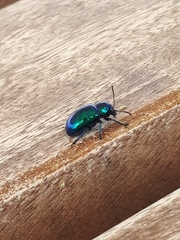 Chrysochus chinensis