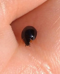 Parexochomus nigromaculatus