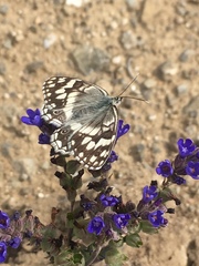 Melanargia larissa