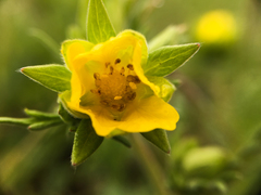 Potentilla pensylvanica