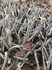 Stapelia kwebensis