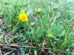 Potentilla pensylvanica