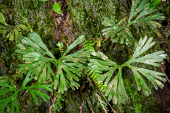 Elaphoglossum peltatum