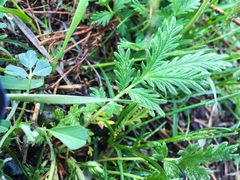 Potentilla pensylvanica