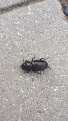 Lucanus cervus cervus