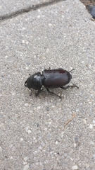 Lucanus cervus cervus