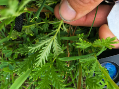 Potentilla pensylvanica