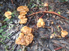 Pholiota malicola