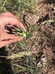 Lithospermum ruderale