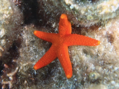 Fromia milleporella