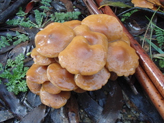 Pholiota malicola