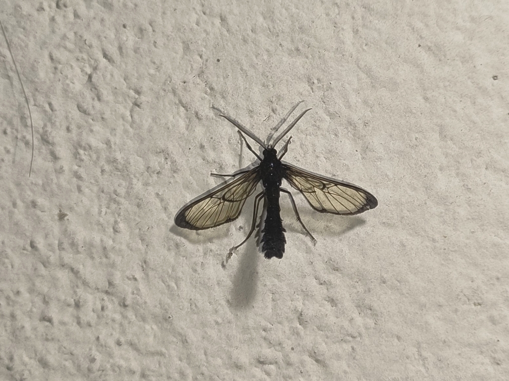 Mallodeta clavata