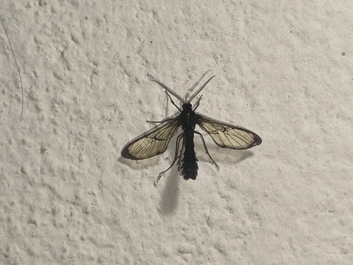Mallodeta clavata