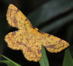 Xanthotype urticaria