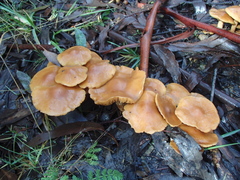 Pholiota malicola