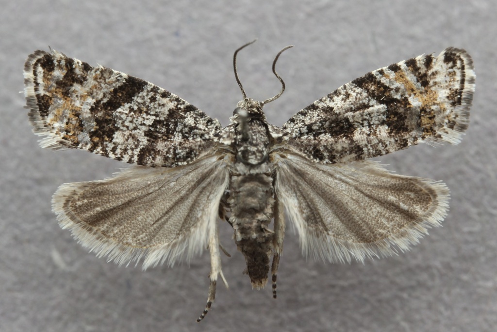 Argyroploce concretana
