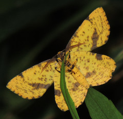 Xanthotype urticaria