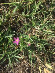 Zeltnera muehlenbergii