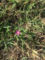 Zeltnera muehlenbergii