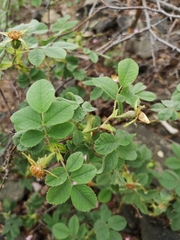 Rosa mollis