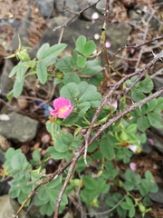 Rosa mollis