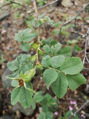 Rosa mollis