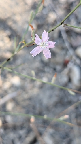 Image of Stephanomeria tenuifolia by no rights reserved