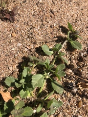 Phyla nodiflora nodiflora