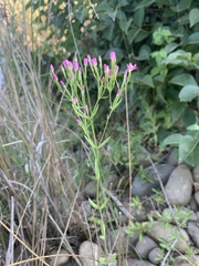 Zeltnera muehlenbergii