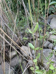 Zeltnera muehlenbergii