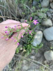 Zeltnera muehlenbergii