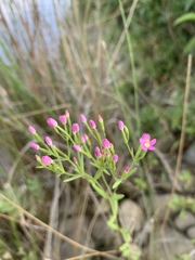 Zeltnera muehlenbergii