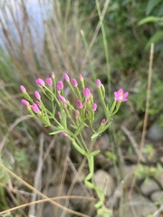 Zeltnera muehlenbergii